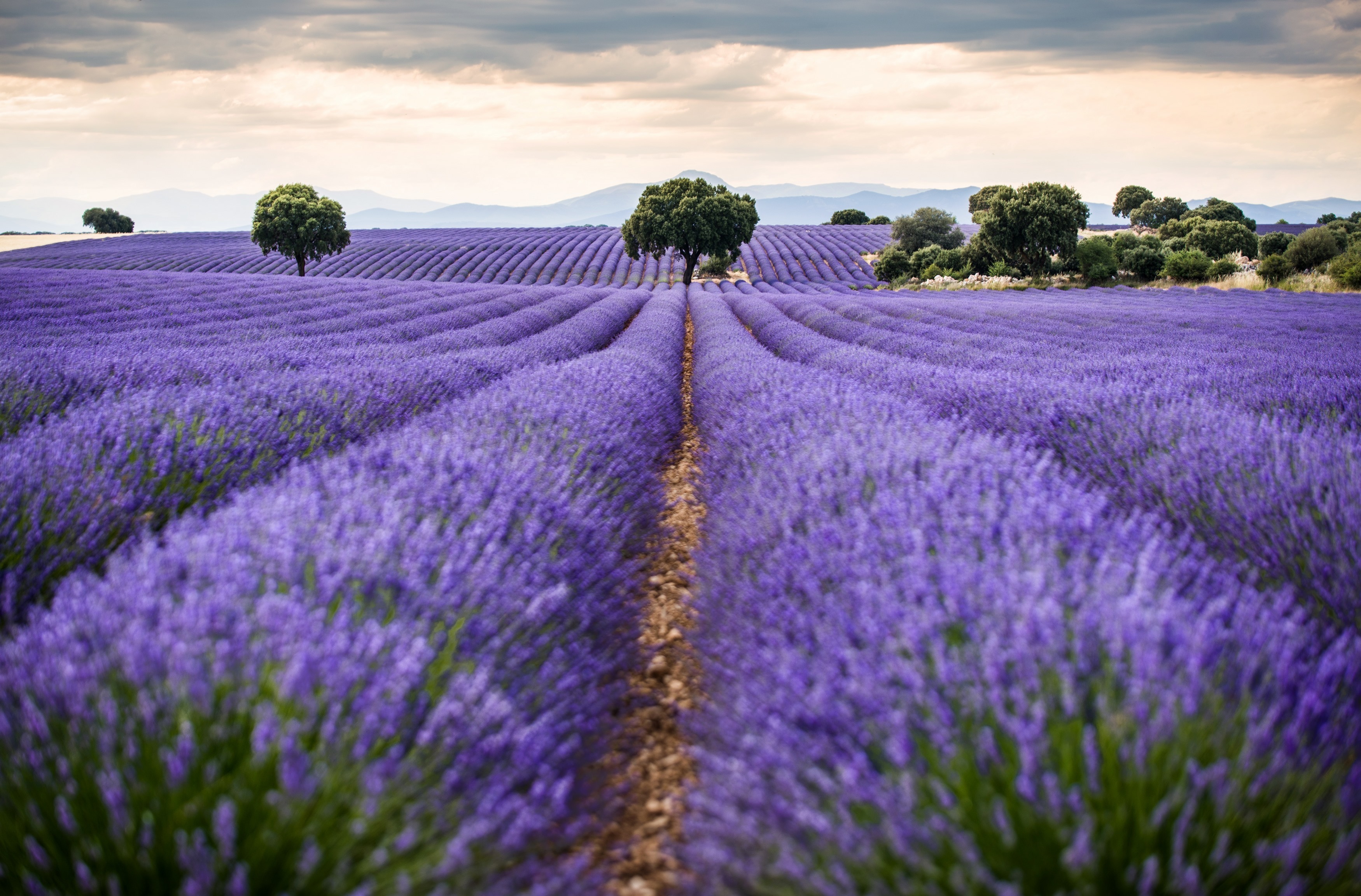 Campos de lavanda de Brihuega