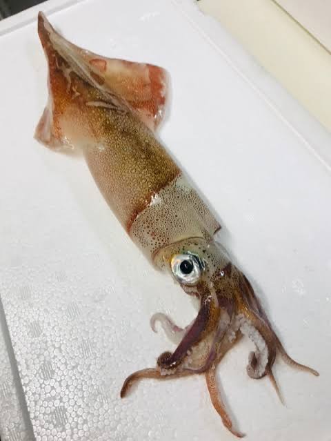 イカ