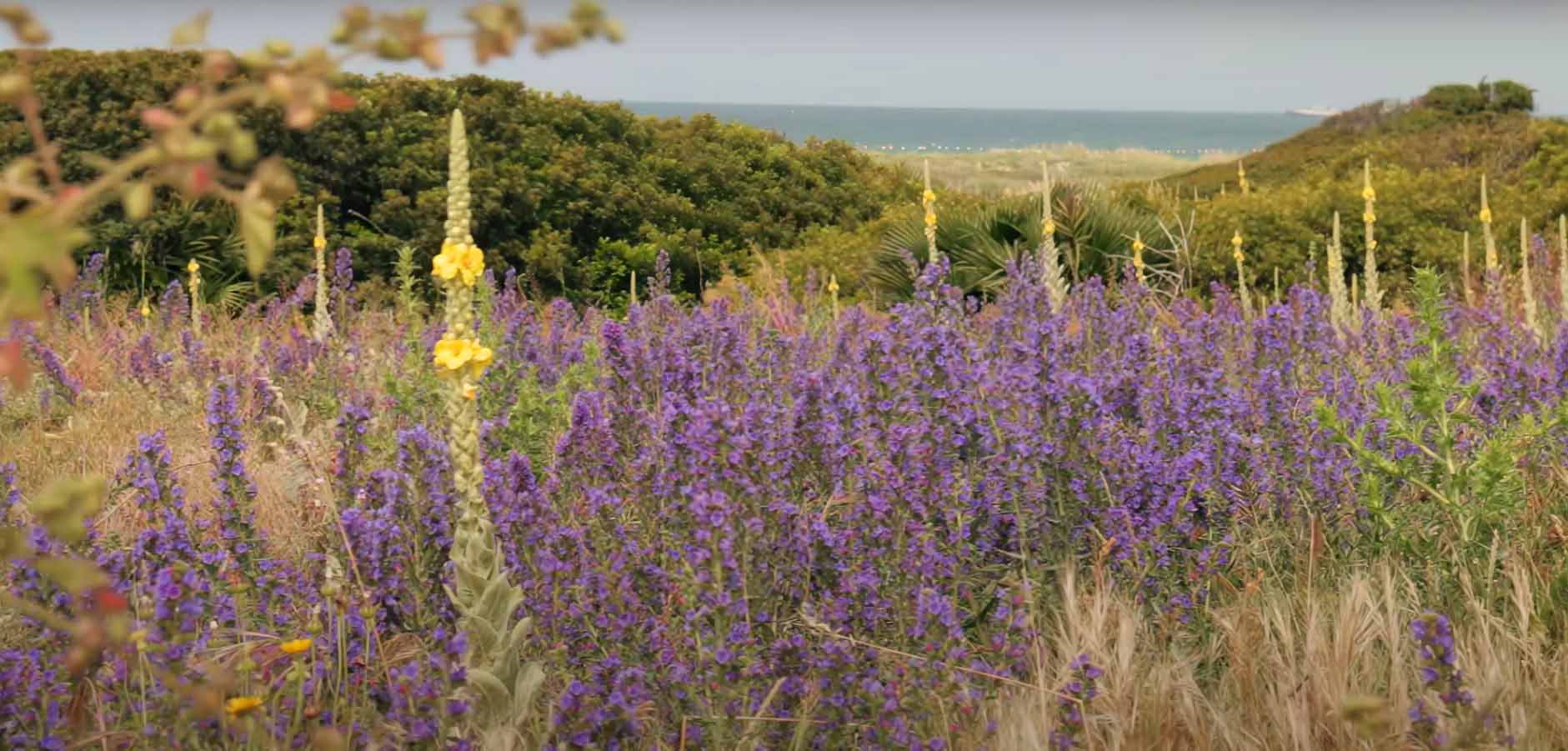 Zahara de los Atunes ya es "Flor de Andalucía"