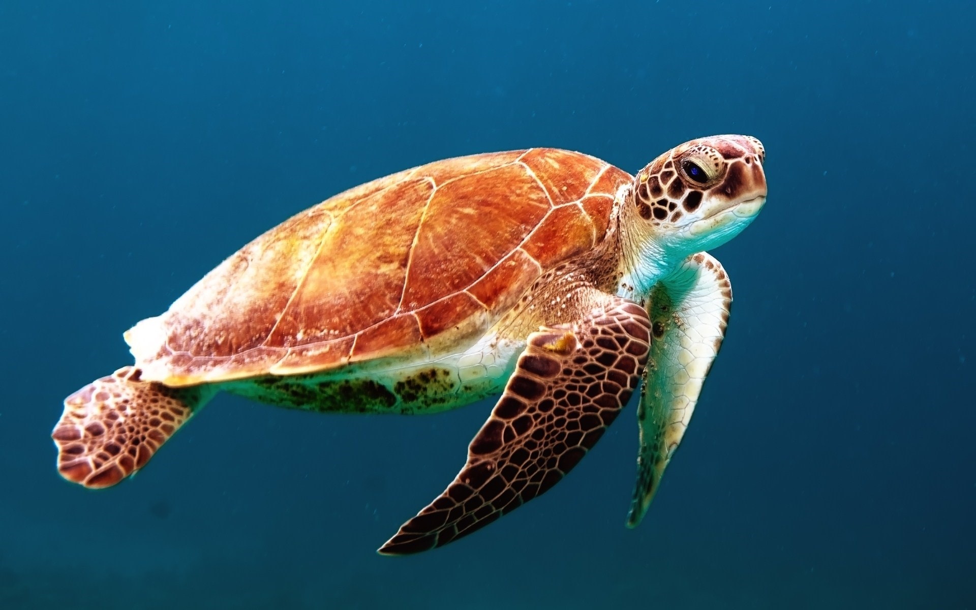 Image of Turtle