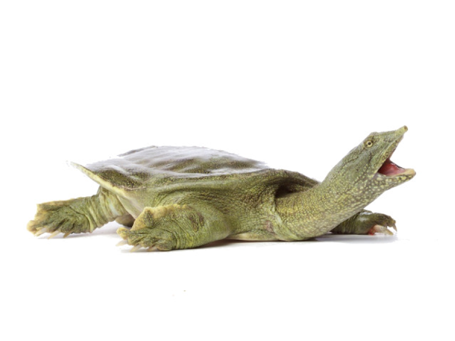 HD Photo of a Chinese Softshell Turtle