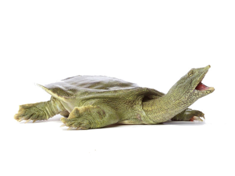 HD Photo of a Chinese Softshell Turtle HD Photo of a Chinese Softshell Turtle