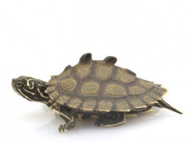 HD Photo of a Map Turtle HD Photo of a Map Turtle