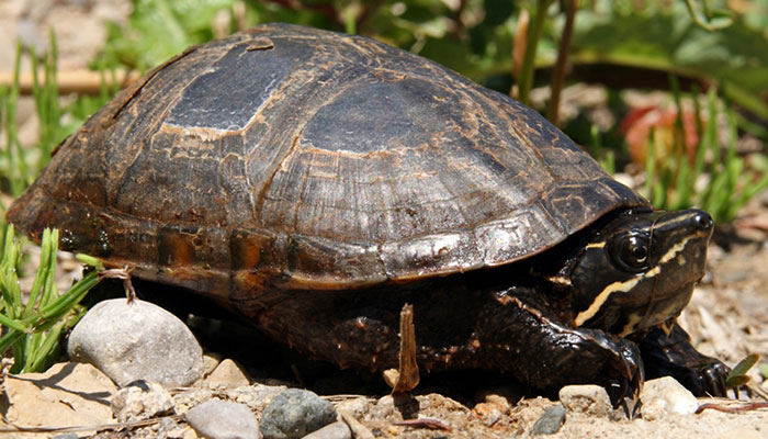 HD Photo of a Musk Turtle HD Photo of a Musk Turtle
