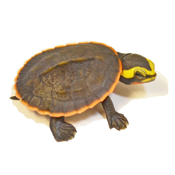 HD Photo of a Pink-Bellied Side-necked Turtle