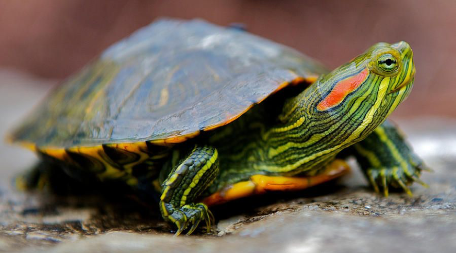 HD Photo of a Red-Eared Slider Turtle