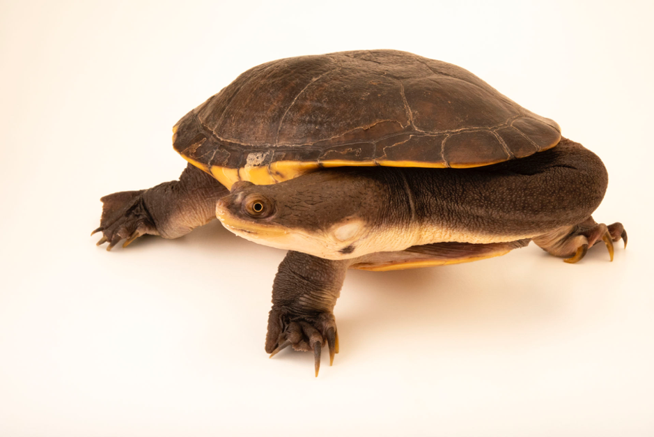 HD Photo of a Snake-necked Turtle