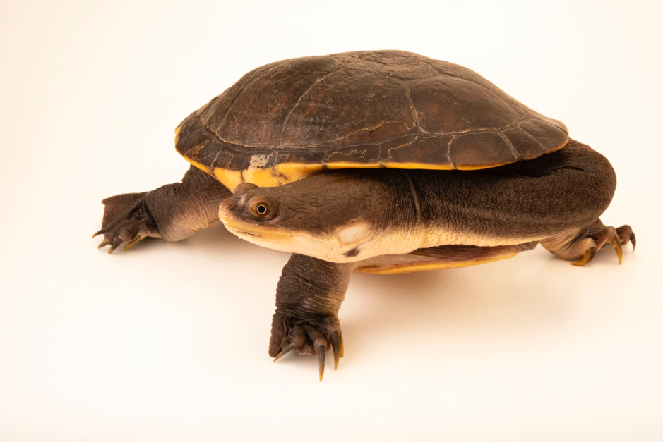 HD Photo of a Snake-necked Turtle HD Photo of a Snake-necked Turtle