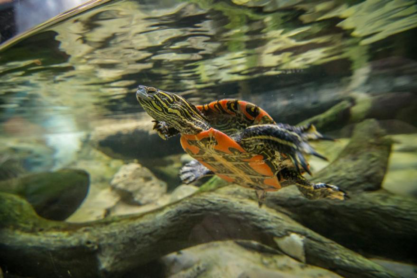 HD Photo of a Painted Turtle HD Photo of a Painted Turtle