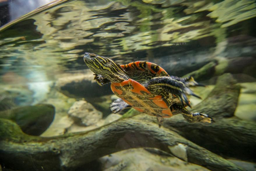 HD Photo of a Painted Turtle