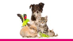 PET