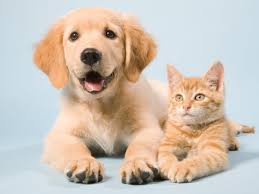 Pets