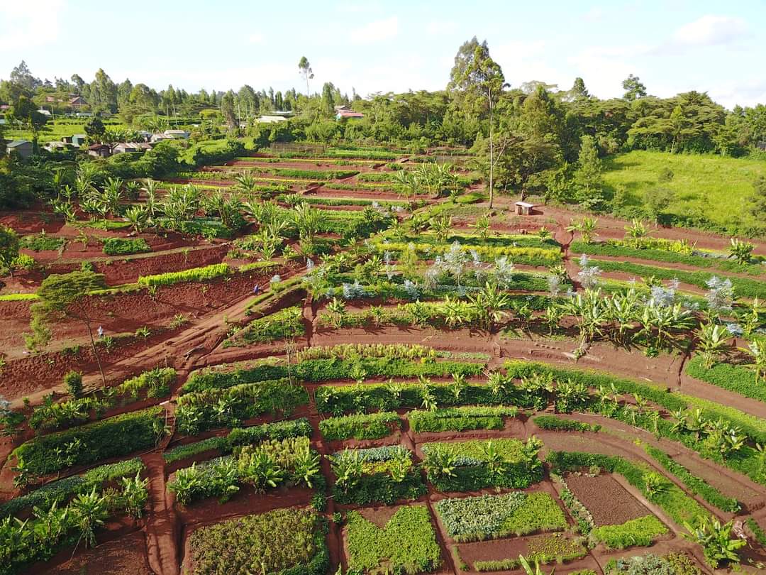 Mlango Farm