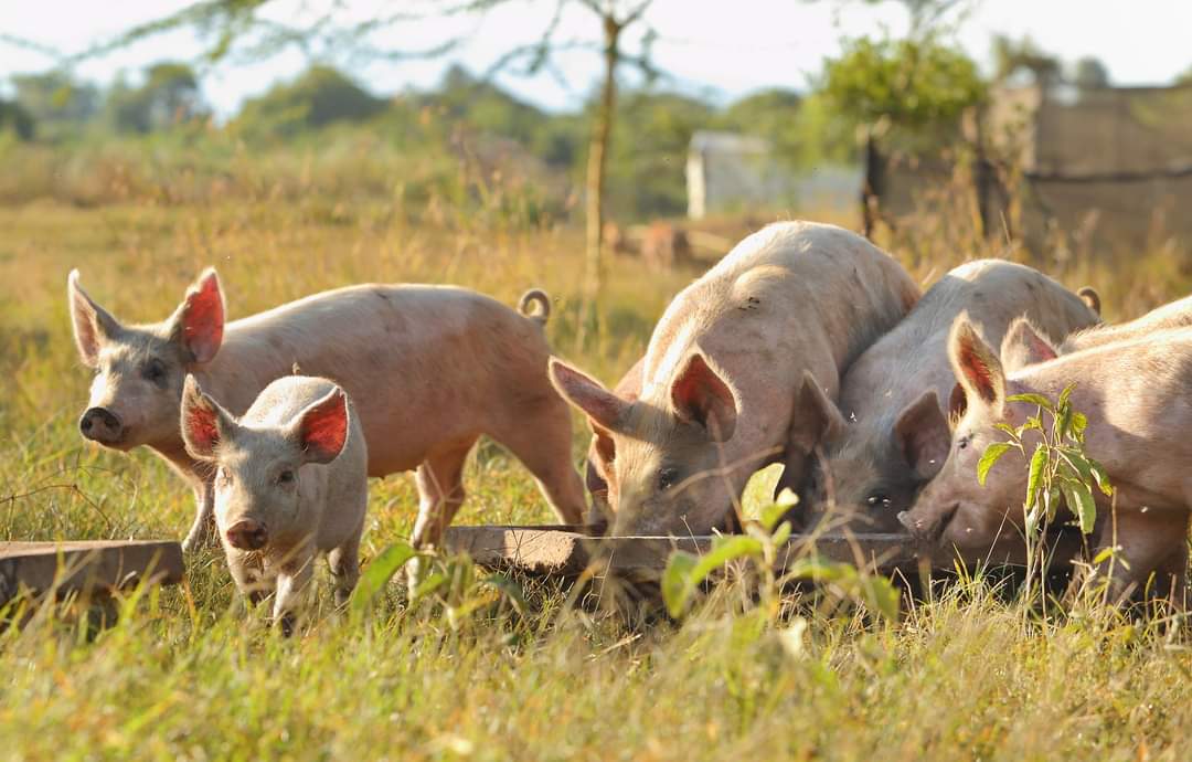 Highland Castle Farms