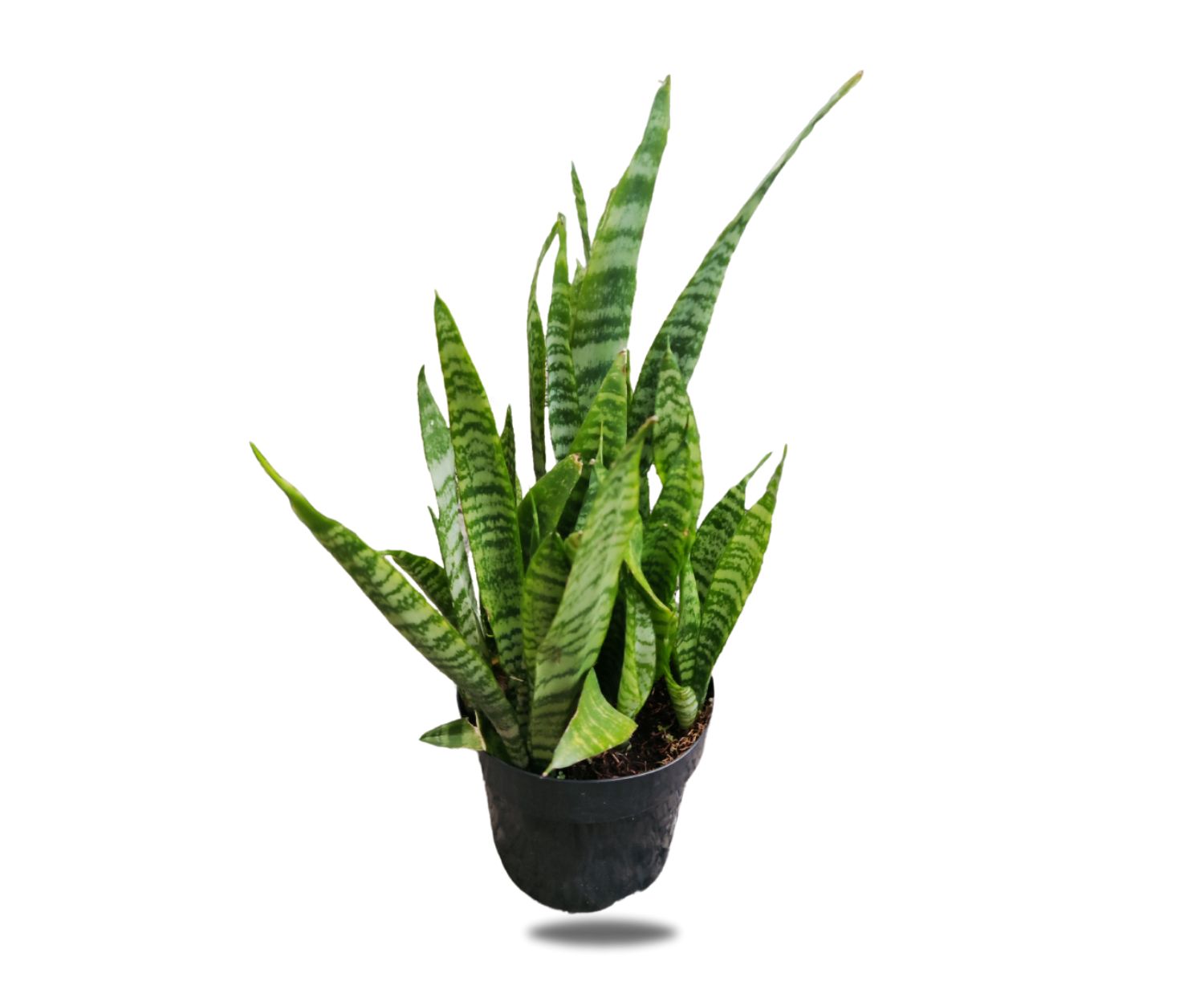 The Flower Factory Fresh Snake Plant