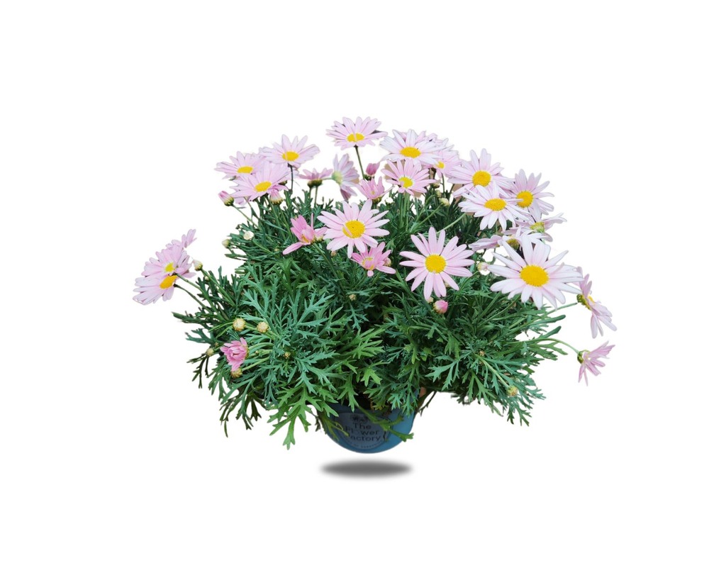 The Flower Factory Fresh Argyranthemum