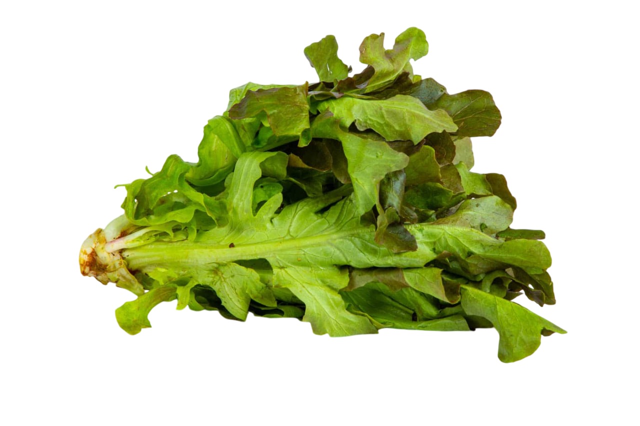 Organic Red Lettuce Romaine