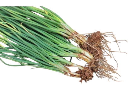 Spring Onions