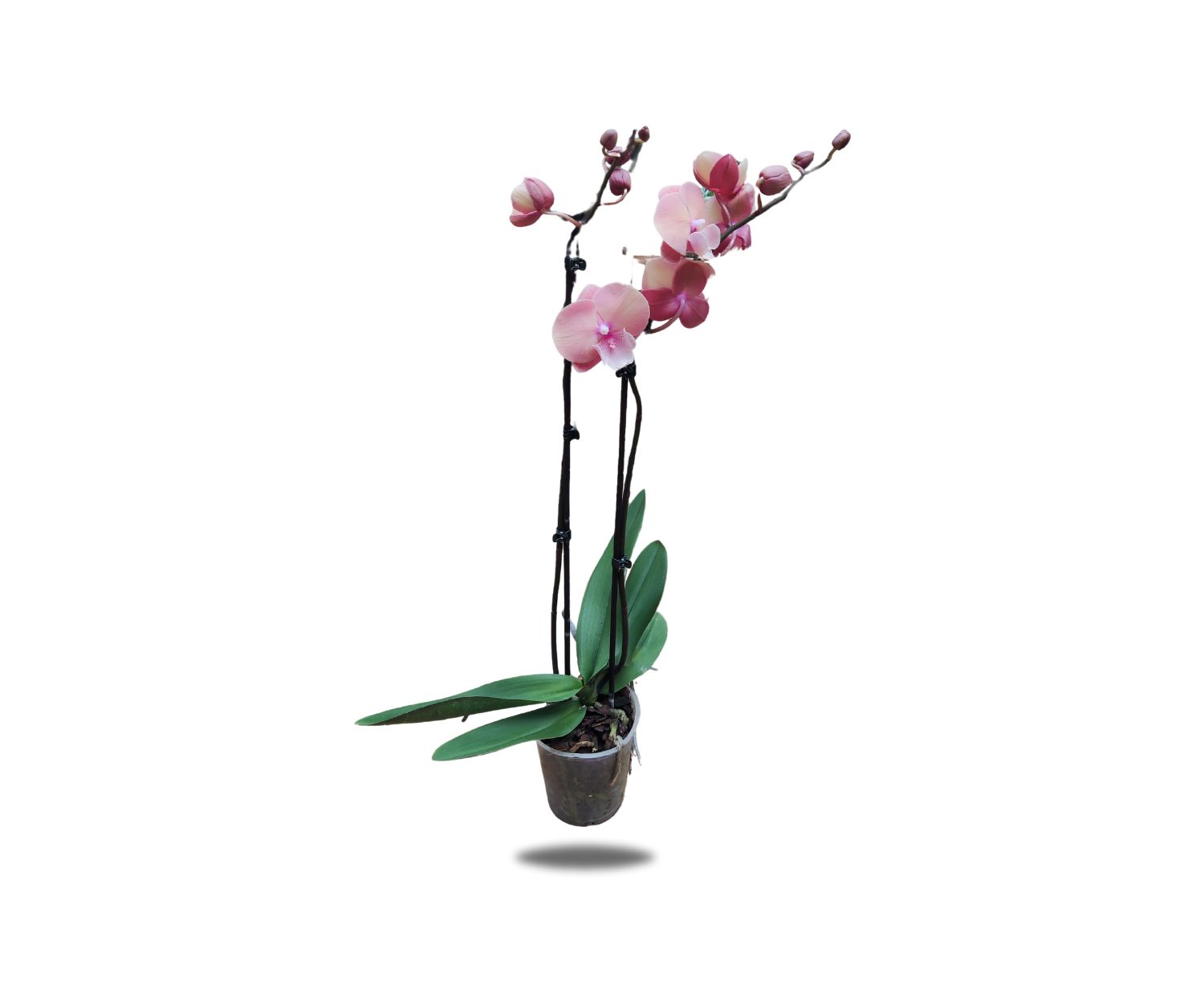 The Flower Factory Fresh Orchids