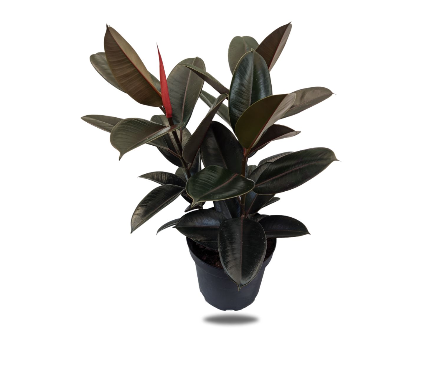 The Flower Factory Fresh Ficus Elastica