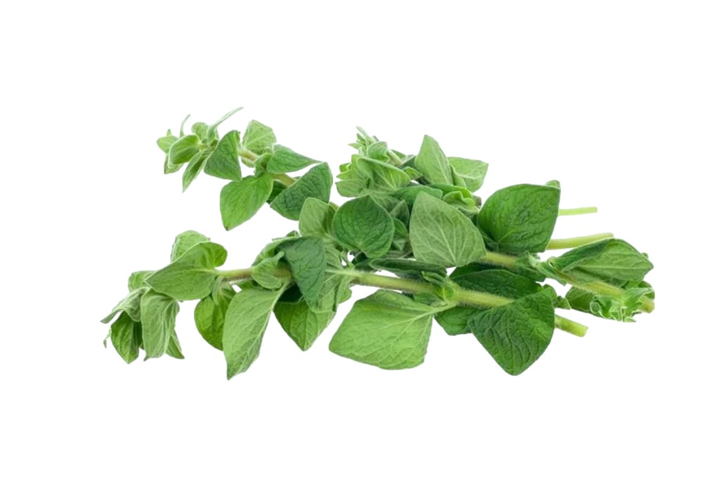 Organic Oregano Leaves