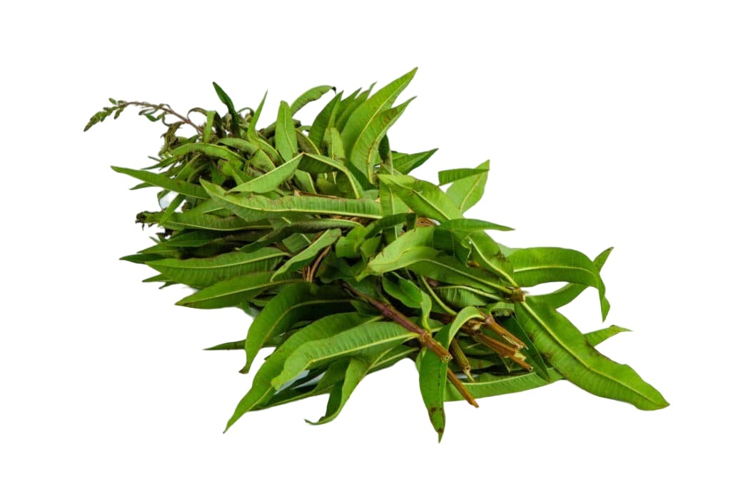 Organic Lemon verbena