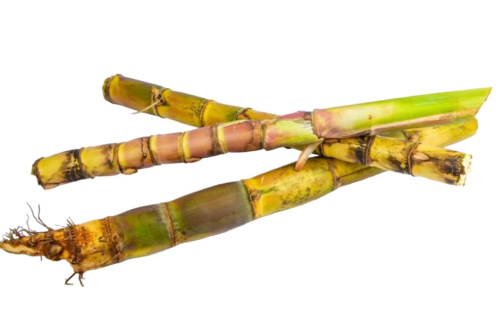 Mlango Farm Organic Sugarcane