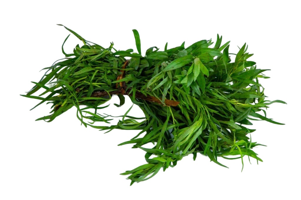 Mlango Farm Organic Tarragon