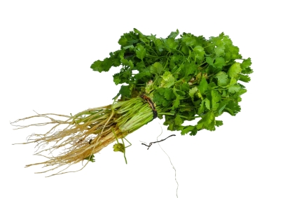 Organic Coriander (Dhania)