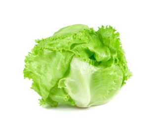 Salad Lettuce