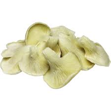Oyster Mushroom