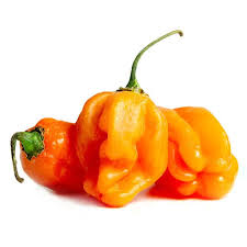 Habanero Chilli
