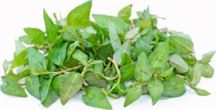 Organic Rau Ram (Vietnamese Mint)