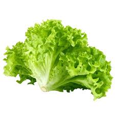 Organic Lollo Bionda Lettuce