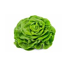 Organic Butterhead Lettuce