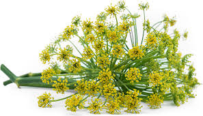 Organic Fennel Flowers