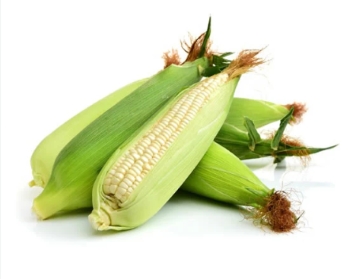 Fresh Maize on Cob