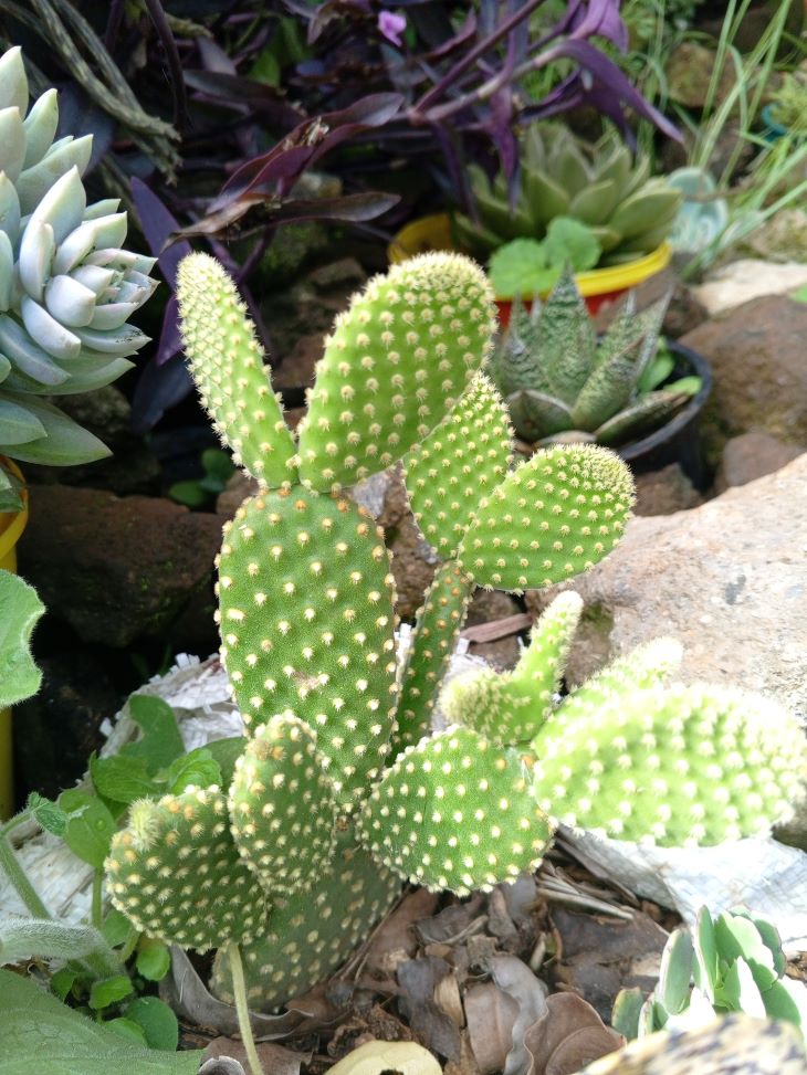 Bunny Ear Cactus / Angel's Wings