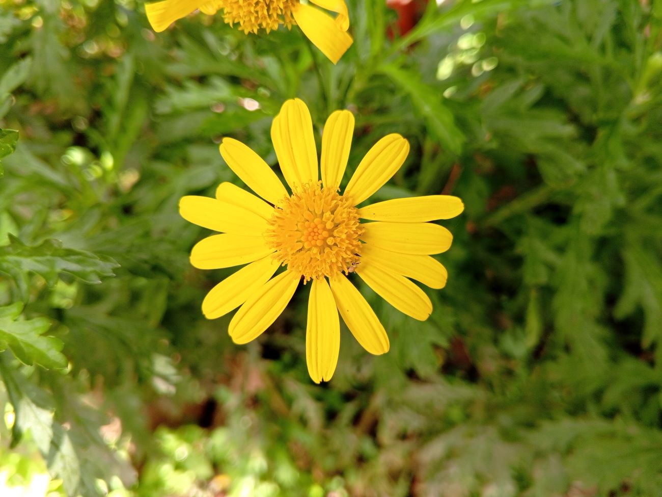 African Bush Daisy - cuttings and seedlings