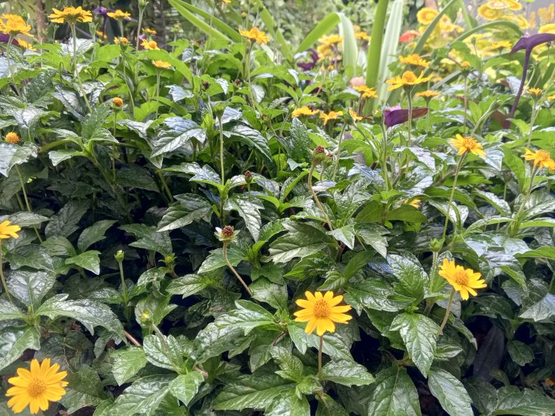 Singapore Daisy - cuttings