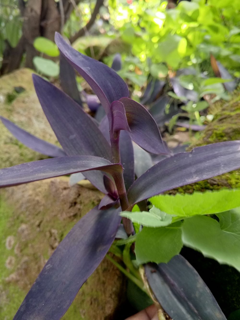 Purple Heart - adult plant