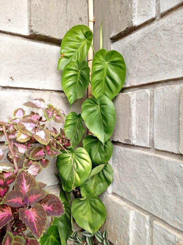 Sweetheart Plant (Heartleaf Philodendron)