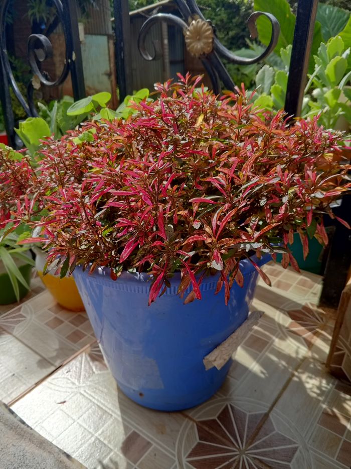Joseph's Coat / Calico Plant / Parrot Leaf (Alternanthera) - adult plant
