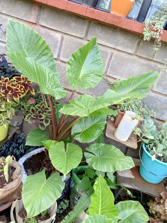 Alocasia Black Stem
