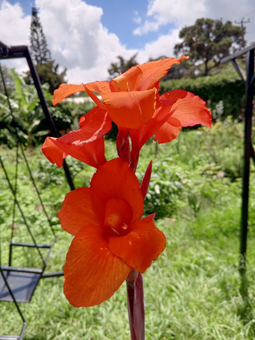 Canna Lily