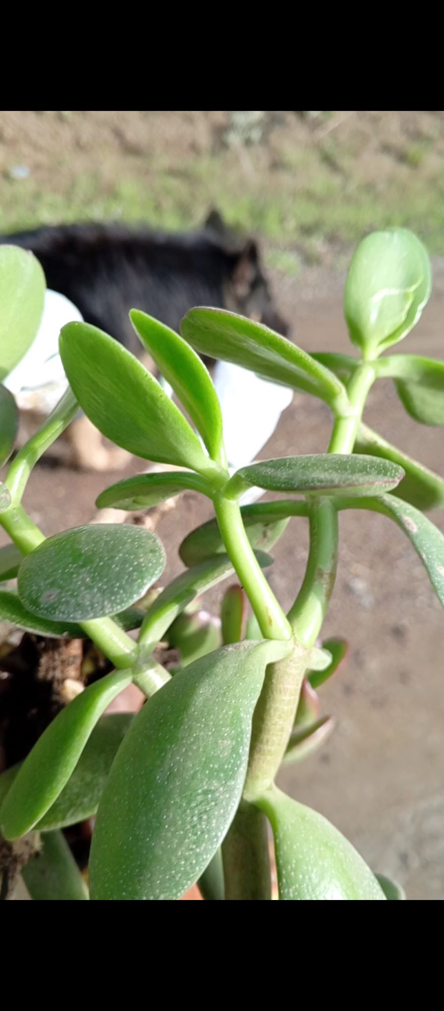 Jade Plant (Money Tree / Lucky Plant / Friendship Tree)