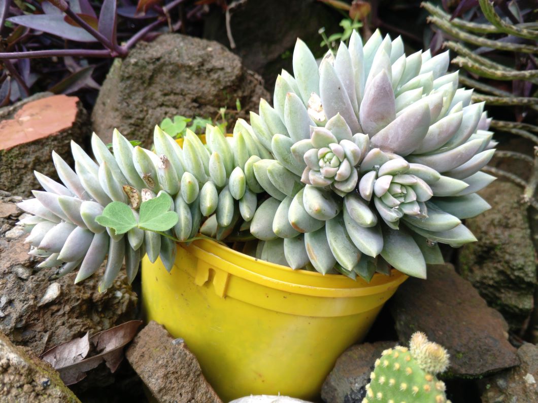 Sedeveria Lilac Mist
