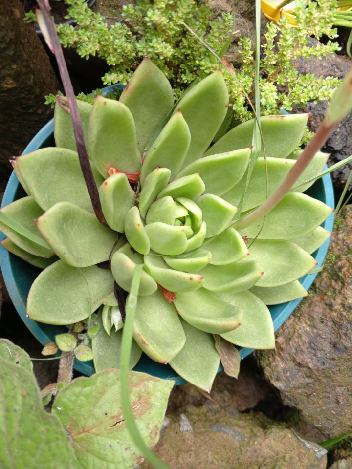 Echeveria / Molded Wax Agave