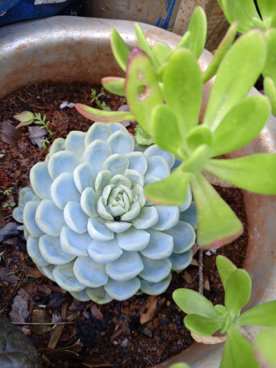 Mexican Snowball / Mexican Rose