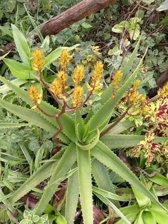 Van Balen's Aloe
